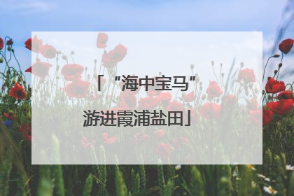 “海中宝马”游进霞浦盐田