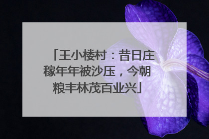 王小楼村：昔日庄稼年年被沙压，今朝粮丰林茂百业兴