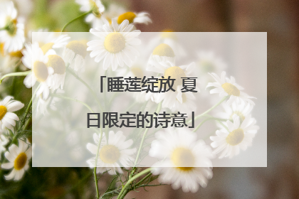 睡莲绽放 夏日限定的诗意