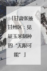 甘肃张掖甘州区：见证玉米制种的“无限可能”