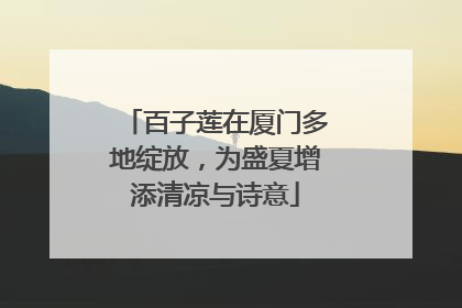 百子莲在厦门多地绽放，为盛夏增添清凉与诗意