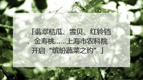翡翠桔瓜、雪贝、红铃铛、金寿桃……上海市农科院开启“缤纷蔬菜之约”
