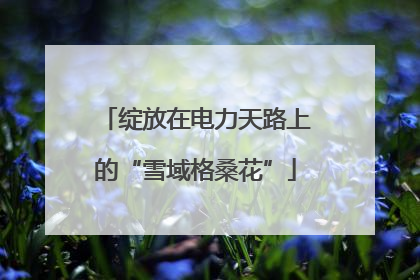 绽放在电力天路上的“雪域格桑花”