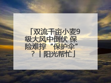 双流千亩小麦9级大风中倒伏 保险难撑“保护伞”？丨阳光帮忙