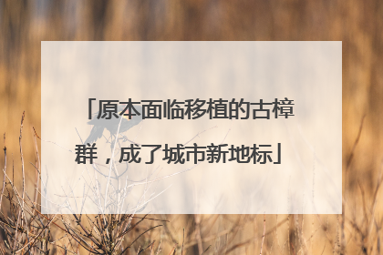 原本面临移植的古樟群，成了城市新地标