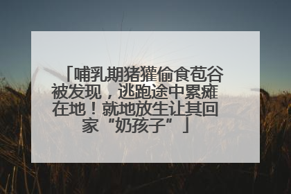 哺乳期猪獾偷食苞谷被发现，逃跑途中累瘫在地！就地放生让其回家“奶孩子”