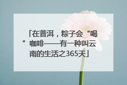 在普洱，粽子会“喝”咖啡——有一种叫云南的生活之365天