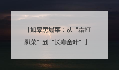 如皋黑塌菜：从“霜打趴菜”到“长寿金叶”