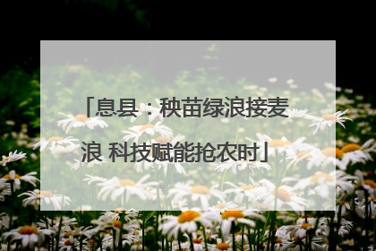 息县：秧苗绿浪接麦浪 科技赋能抢农时