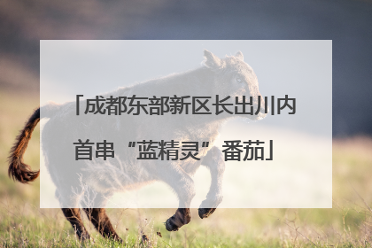成都东部新区长出川内首串“蓝精灵”番茄