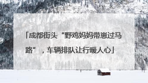 成都街头“野鸡妈妈带崽过马路”，车辆排队让行暖人心