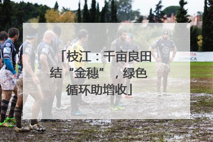 枝江：千亩良田结“金穗”，绿色循环助增收
