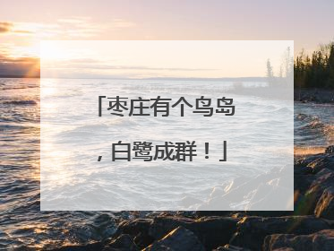 枣庄有个鸟岛，白鹭成群！