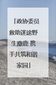 政协委员救助迷途野生麋鹿 携手共筑和谐家园
