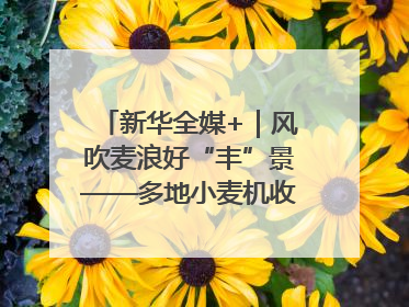新华全媒+｜风吹麦浪好“丰”景——多地小麦机收一线见闻