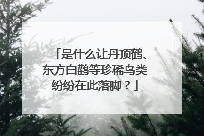 是什么让丹顶鹤、东方白鹳等珍稀鸟类纷纷在此落脚？