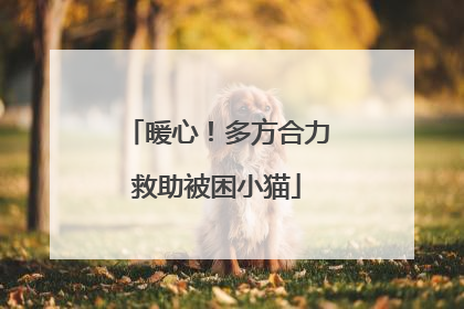 暖心！多方合力救助被困小猫