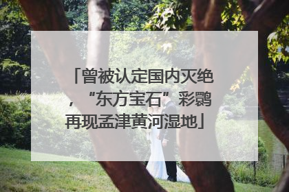 曾被认定国内灭绝，“东方宝石”彩鹮再现孟津黄河湿地