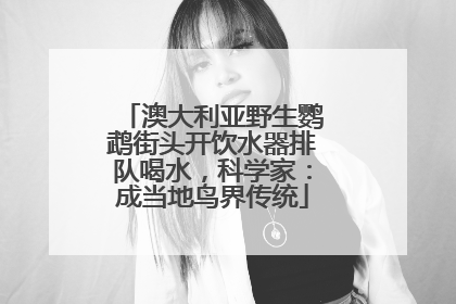 澳大利亚野生鹦鹉街头开饮水器排队喝水，科学家：成当地鸟界传统