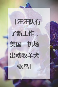 汪汪队有了新工作，美国一机场出动牧羊犬驱鸟