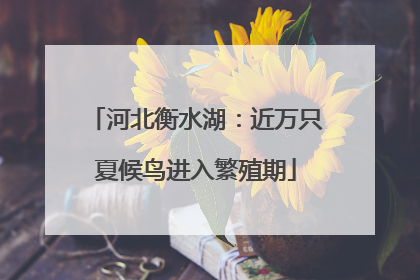 河北衡水湖：近万只夏候鸟进入繁殖期