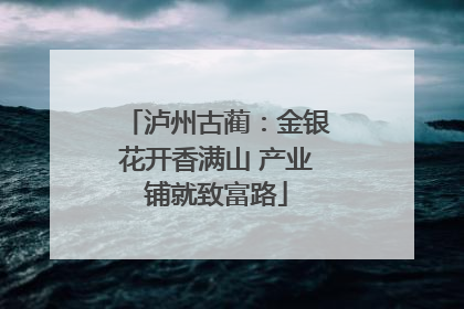 泸州古蔺：金银花开香满山 产业铺就致富路