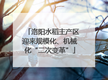洛阳水稻主产区迎来规模化、机械化“二次变革”