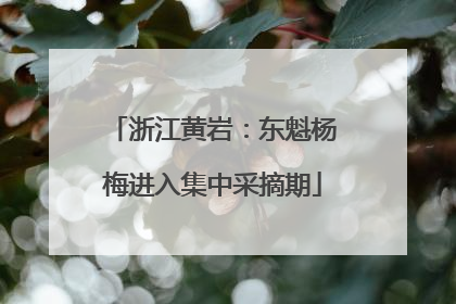 浙江黄岩：东魁杨梅进入集中采摘期