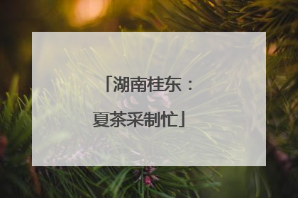 湖南桂东：夏茶采制忙