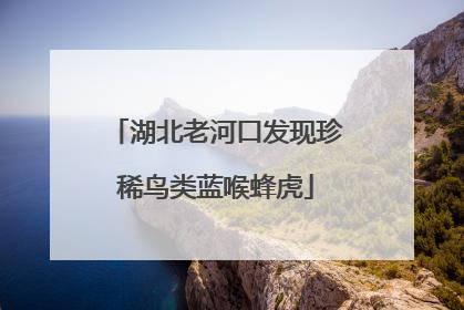 湖北老河口发现珍稀鸟类蓝喉蜂虎