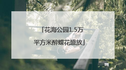 花海公园1.5万平方米醉蝶花盛放