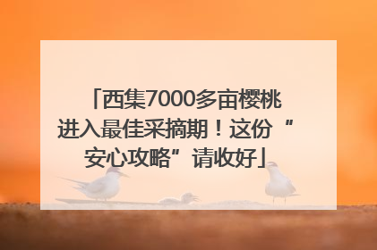 西集7000多亩樱桃进入最佳采摘期！这份“安心攻略”请收好