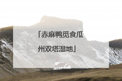 赤麻鸭觅食瓜州双塔湿地