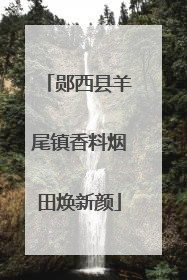 郧西县羊尾镇香料烟田焕新颜