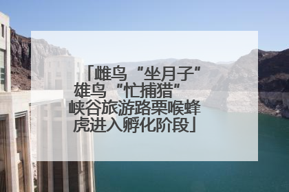 雌鸟“坐月子”雄鸟“忙捕猎” 峡谷旅游路栗喉蜂虎进入孵化阶段