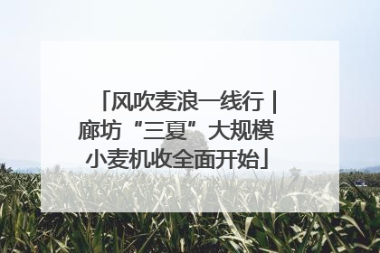 风吹麦浪一线行｜廊坊“三夏”大规模小麦机收全面开始