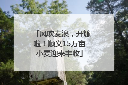 风吹麦浪，开镰啦！顺义15万亩小麦迎来丰收