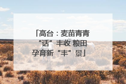 高台：麦苗青青“话”丰收 粮田孕育新“丰”景