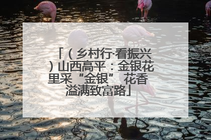 （乡村行·看振兴）山西高平：金银花里采“金银” 花香溢满致富路
