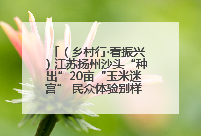 （乡村行·看振兴）江苏扬州沙头“种出”20亩“玉米迷宫” 民众体验别样“田园乐趣”
